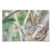 Droge Bossen Foto Afdruk (Voorkant)