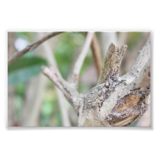 Droge Bossen Foto Afdruk (Voorkant)