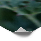 Droge Californische papaver Poster (Hoek)