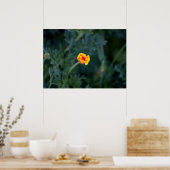 Droge Californische papaver Poster (Keuken)