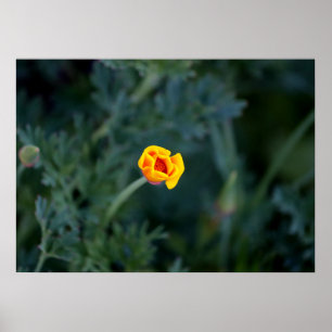 Droge Californische papaver Poster