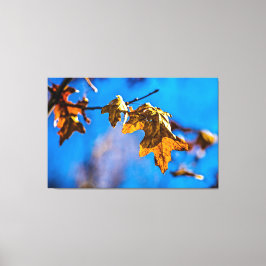 Droge eikenbladeren - Lente is niet ver weg Canvas Afdruk