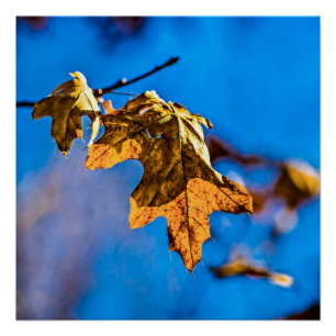 Droge eikenbladeren - Lente is niet ver weg Poster