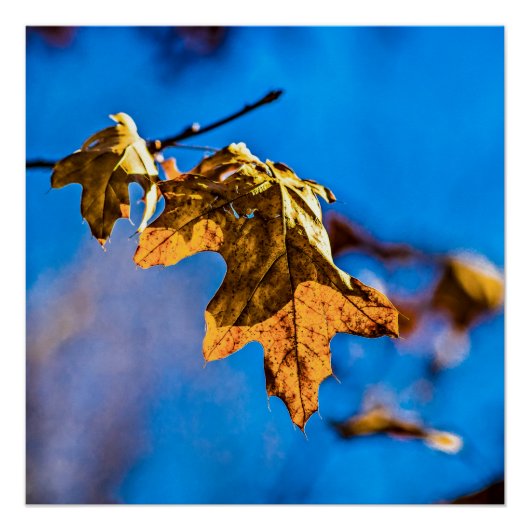 Droge eikenbladeren - Lente is niet ver weg Poster (Voorkant)