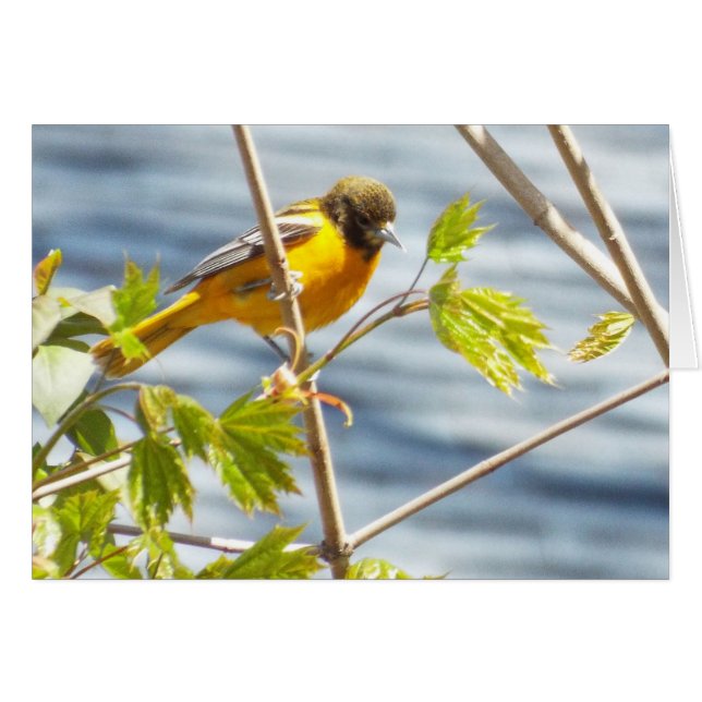 Droge-ochtendvogelkaart (Voorkant Horizontaal)