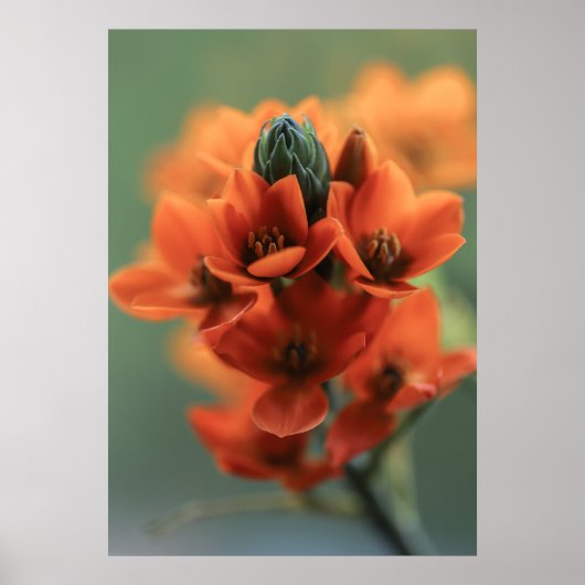 Droge Oranje Chincherinchee Flowers Poster (Voorkant)