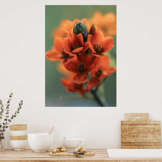 Droge Oranje Chincherinchee Flowers Poster (Keuken)