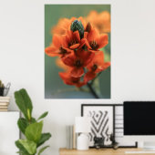 Droge Oranje Chincherinchee Flowers Poster (Thuiskantoor)