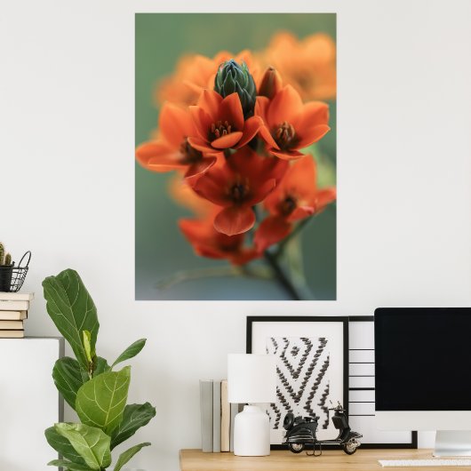 Droge Oranje Chincherinchee Flowers Poster (Thuiskantoor)