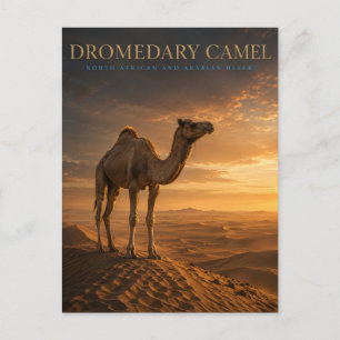 Dromedaris Woestijnduinen DIEREN Briefkaart
