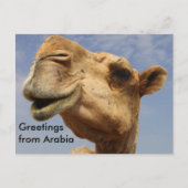Dromedary camel briefkaart (Voorkant)
