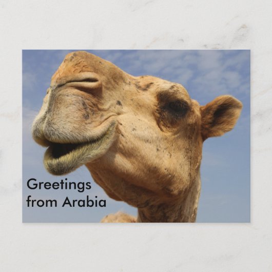 Dromedary camel briefkaart (Voorkant)