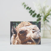 Dromedary One Hump Camel Face Closeup Briefkaart (Staand voorkant)