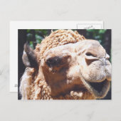 Dromedary One Hump Camel Face Closeup Briefkaart (Voorkant / Achterkant)