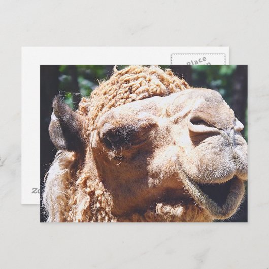 Dromedary One Hump Camel Face Closeup Briefkaart (Voorkant / Achterkant)