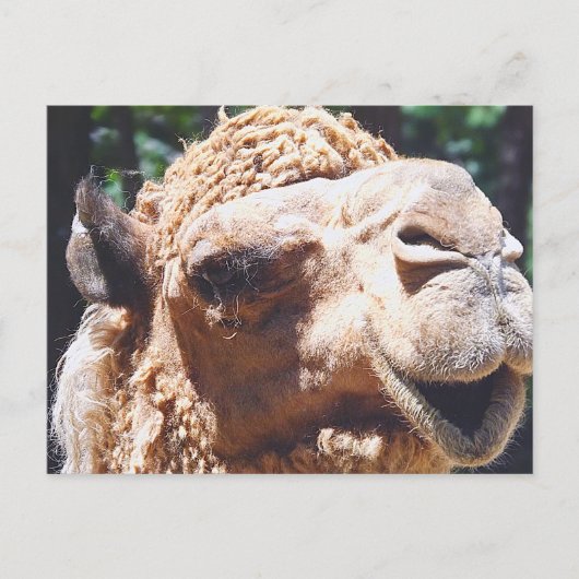Dromedary One Hump Camel Face Closeup Briefkaart (Voorkant)