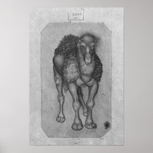 Dromedary uit het Album van de Vallardi Poster