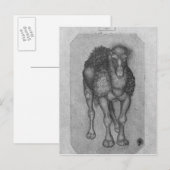 Dromedary, van het Album van de Vallardi Briefkaart (Voorkant / Achterkant)
