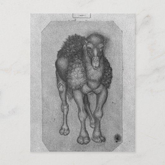 Dromedary, van het Album van de Vallardi Briefkaart (Voorkant)