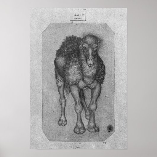 Dromedary, van het Album van de Vallardi Poster (Voorkant)