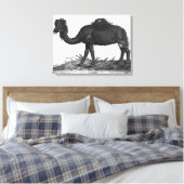 Dromedary, van 'Historial Animalium' Canvas Afdruk (Insitu (Slaapkamer))