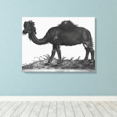 Dromedary, van 'Historial Animalium' Canvas Afdruk (Insitu (Houten vloer))