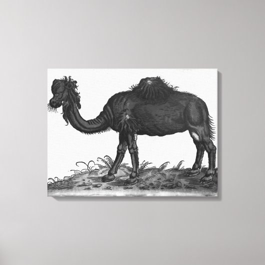 Dromedary, van 'Historial Animalium' Canvas Afdruk (Voorkant)