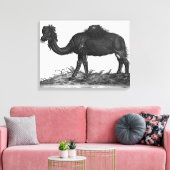 Dromedary, van 'Historial Animalium' Canvas Afdruk (Insitu (Woonkamer))