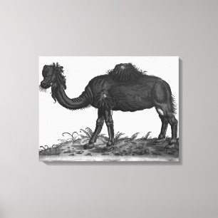 Dromedary, van 'Historial Animalium' Canvas Afdruk
