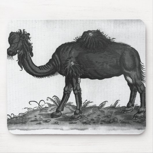 Dromedary, van 'Historial Animalium' Muismat (Voorkant)