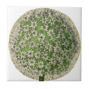  dromen - Dandelion Tegeltje