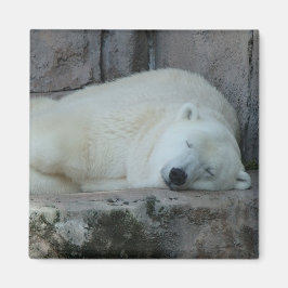 Dromen van ijsbergen magneet