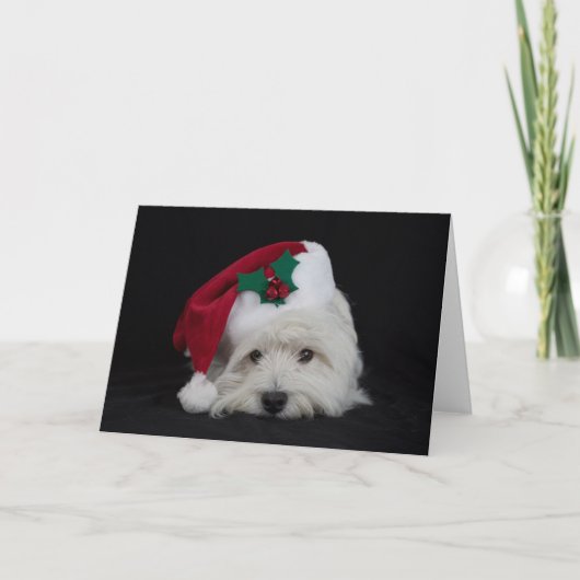 Dromer de vervelende westie kerst Kaart (Voorkant)