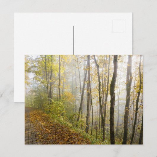 Dromerig herfstpark briefkaart (Voorkant / Achterkant)
