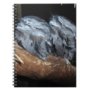Dromerige baars: Sleepy Tawny Frogmouth Uilen Notitieboek