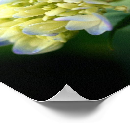 Dromerige Blauwe Hydrangea Bloemspiegel Abstract Poster (Hoek)
