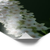 Dromerige Curling White Wildflower 8x10 Foto Afdruk (Hoek)