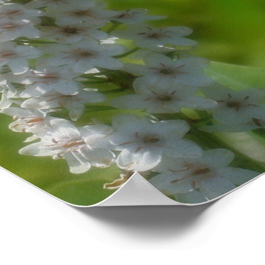 Dromerige krullende witte wilde bloem poster (Hoek)