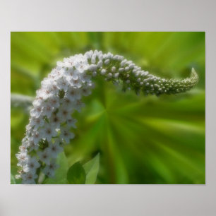 Dromerige krullende witte wilde bloem poster