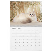Dromerige Lapjeskatten en Kittens Kalender (Jan 2027)
