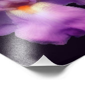 Dromerige lavendel baardIris Bloem 8x10 Foto Afdruk (Hoek)