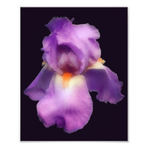 Dromerige lavendel baardIris Bloem 8x10 Foto Afdruk