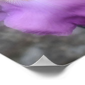 Dromerige lavendel baardiris bloem poster (Hoek)