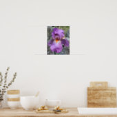 Dromerige lavendel baardiris bloem poster (Keuken)