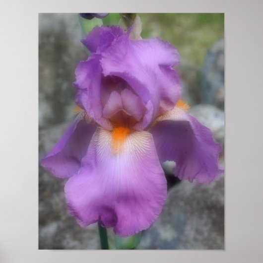 Dromerige lavendel baardiris bloem poster (Voorkant)