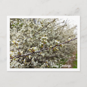 Dromerige Lente Bloesem Natuurfotografie Briefkaart