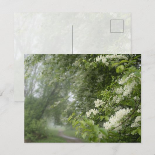 Dromerige lentebomen, esthetische natuur briefkaart (Voorkant / Achterkant)