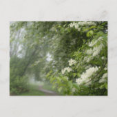 Dromerige lentebomen, esthetische natuur briefkaart (Voorkant)