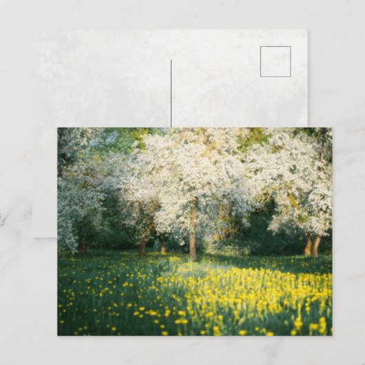 Dromerige lenteboomgaard briefkaart (Voorkant / Achterkant)