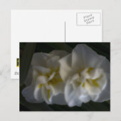 Dromerige Narcissus narcissen Briefkaart (Voorkant / Achterkant)